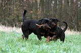 ROTTWEILER 459